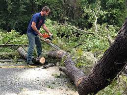 Best Tree Maintenance Programs  in Eatons Neck, NY