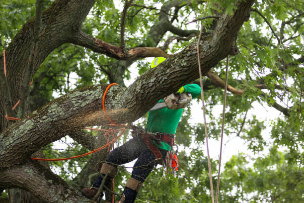 Best Tree and Shrub Care  in Eatons Neck, NY